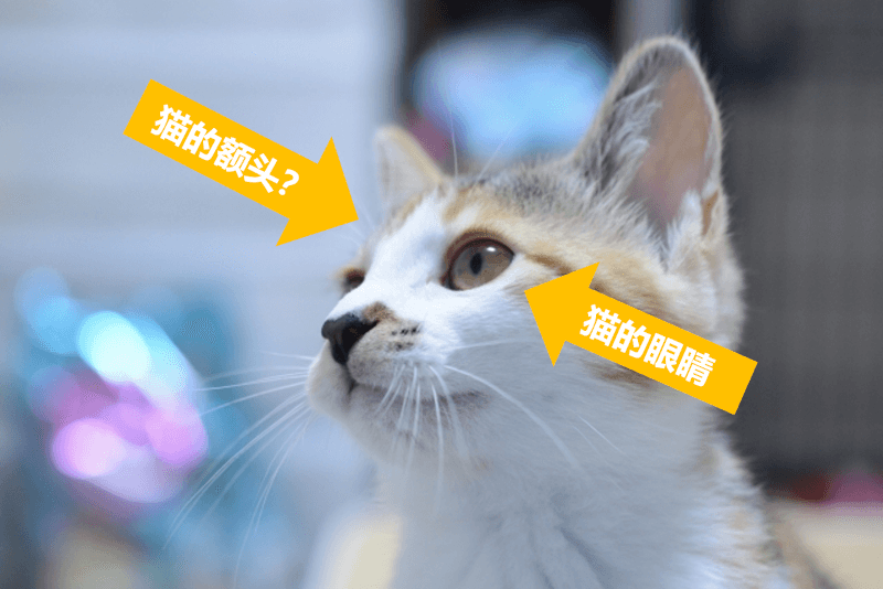 猫の額（ねこのひたい）・猫の目（ねこのめ）- 日语: 关于猫的常见比喻