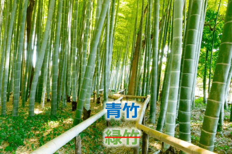 日语: 绿竹/青竹
