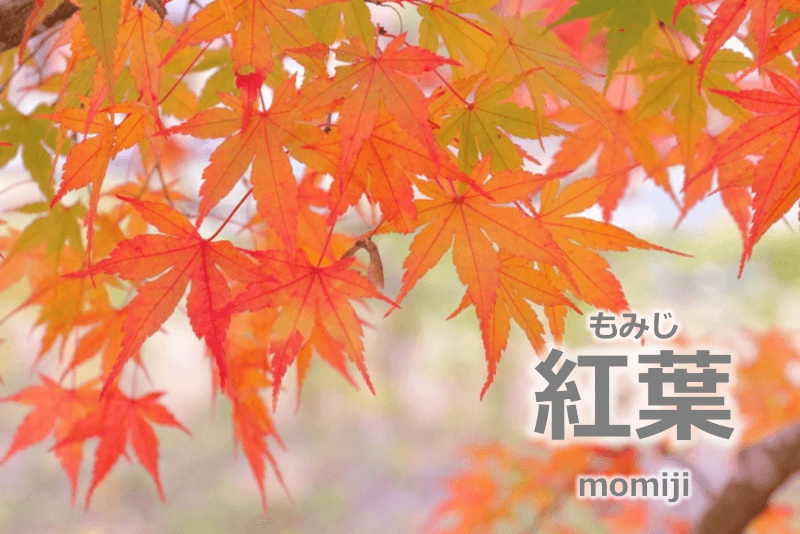 日本红叶 / 紅葉 [もみじ] [momiji] - 日语: 用花的名字来称呼的食用肉