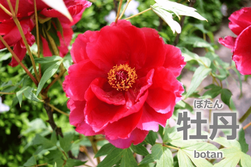 牡丹 / 牡丹 [ぼたん] [botan] - 日语: 用花的名字来称呼的食用肉