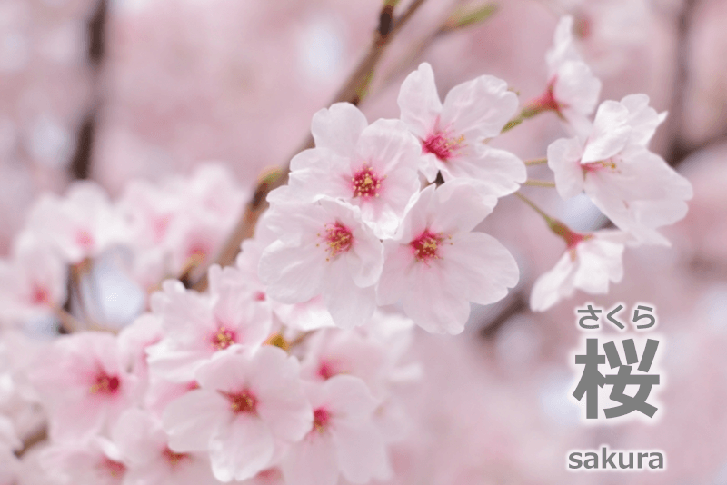 樱花 / 桜 [さくら] [sakura] - 日语: 用花的名字来称呼的食用肉